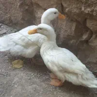 ۲/۰۰۰/۰۰۰ تومان