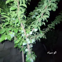 998متر باغ ویلا با تمام درختان میوه