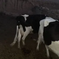 دام