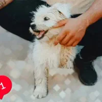 پاکوتا
