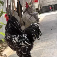 جوجه برهما