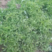 تیلکی گوجه|گل و گیاه طبیعی|نورآباد, |دیوار