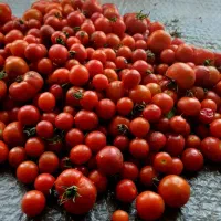 گوجه ریز