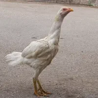 مرغ لاری ..فروش فوری