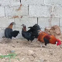 یک خروس و دو مرغ فونیکس اصیل