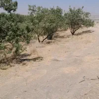 باغ-بادام