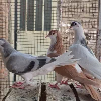 جوجه کبوتر