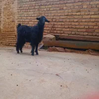 غاله ماده ۴ ماهه
