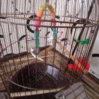 فنچ|پرنده|کاشان, امام خمینی|دیوار