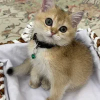 بچه گربه بریتیش و اسکاتیش