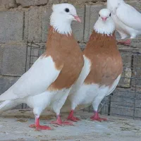 کبوتر طوقی رنگی زینتی پرشی مسافتی