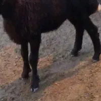 بره ماده افشار