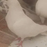 کبوتر