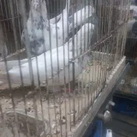 ماده خال سیاه ماده خال قرمز