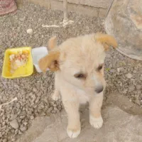 سگ پاکوتاه