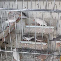 فنچ زبرا مولد جفتی بالغ تخم گذار