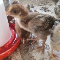 جوجه گلپایگان جهادی اصلاح نژاد