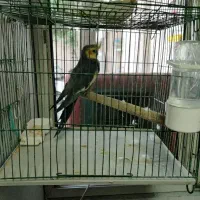 عروس هلندی با قفس