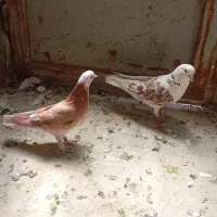 کفتر گرفتنی