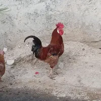 دوتا خروس جوان