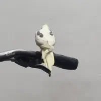 جوجه عروس هلندی های مولد تازه دونخور شده