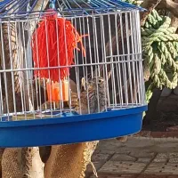 سهره کوتاه بلند بخون