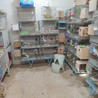 قفس غلامی اصل