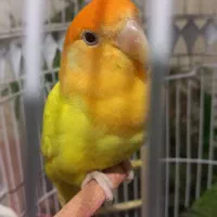 کوتوله برزیلی