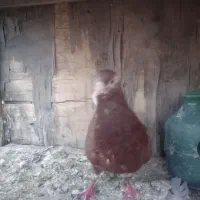 کبوتر  نر