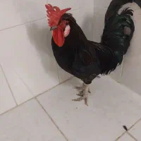 خروس سالم وسرحال