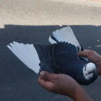 دوعدد کبوتر  شازده  نر داداش