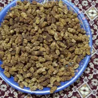 کشته ی توت