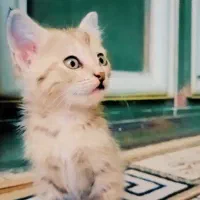 واگذاری دو عدد بچە گربە نژاد dsh