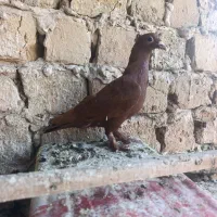 سرخ کرمونی پنج پر از جوجه کشی داره