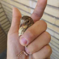جوجه سهره قناری