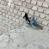 اردن و مسافتی