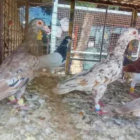 کبوتر