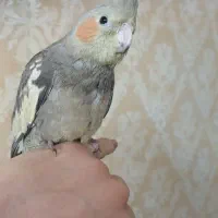 سلام یدونه عروس هلندی برنگ طوسی گم کردم