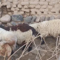 گوسفند فروشی