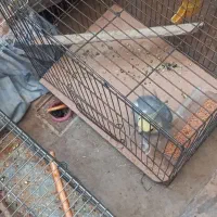 عروس هلندی|پرنده|تهران, سلیمانی|دیوار