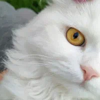 پرشین نر دارم دنبال جفت هستم