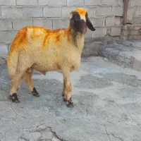 سلام