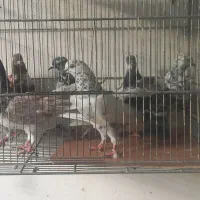 کفتر|پرنده|مشهد, ایثارگران|دیوار