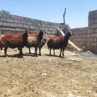 سه عدد قوچ افشاری درجه یک