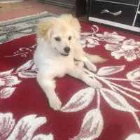 پامر‌نر