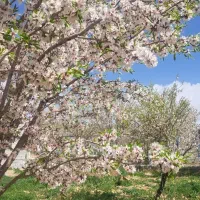 باغ-مثمر-درجه-یک