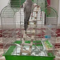 عروس هلندی نر