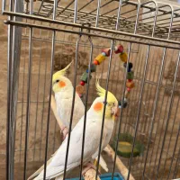عروس هلندی