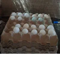 مرغ وخروس