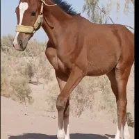 اسب نر|اسب و تجهیزات اسب‌سواری|اشکذر, |دیوار